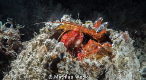 Shrimp by Mathias Weck 